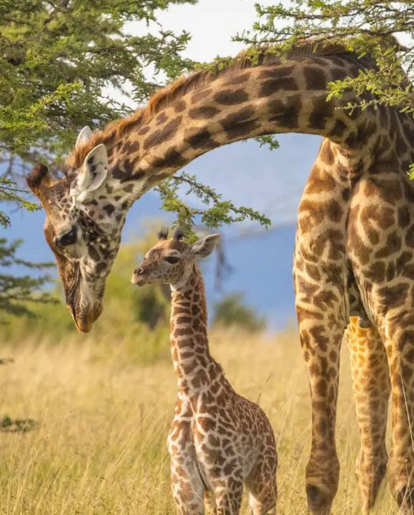 Giraffe mother and calf on the Rufiji savanna