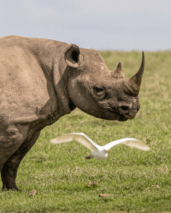 Black rhino grazing on open grassland
