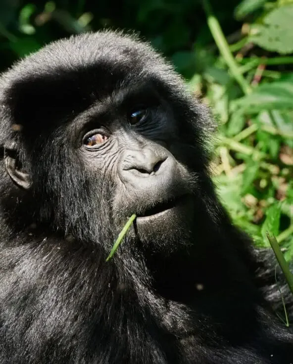 chimpanzee
