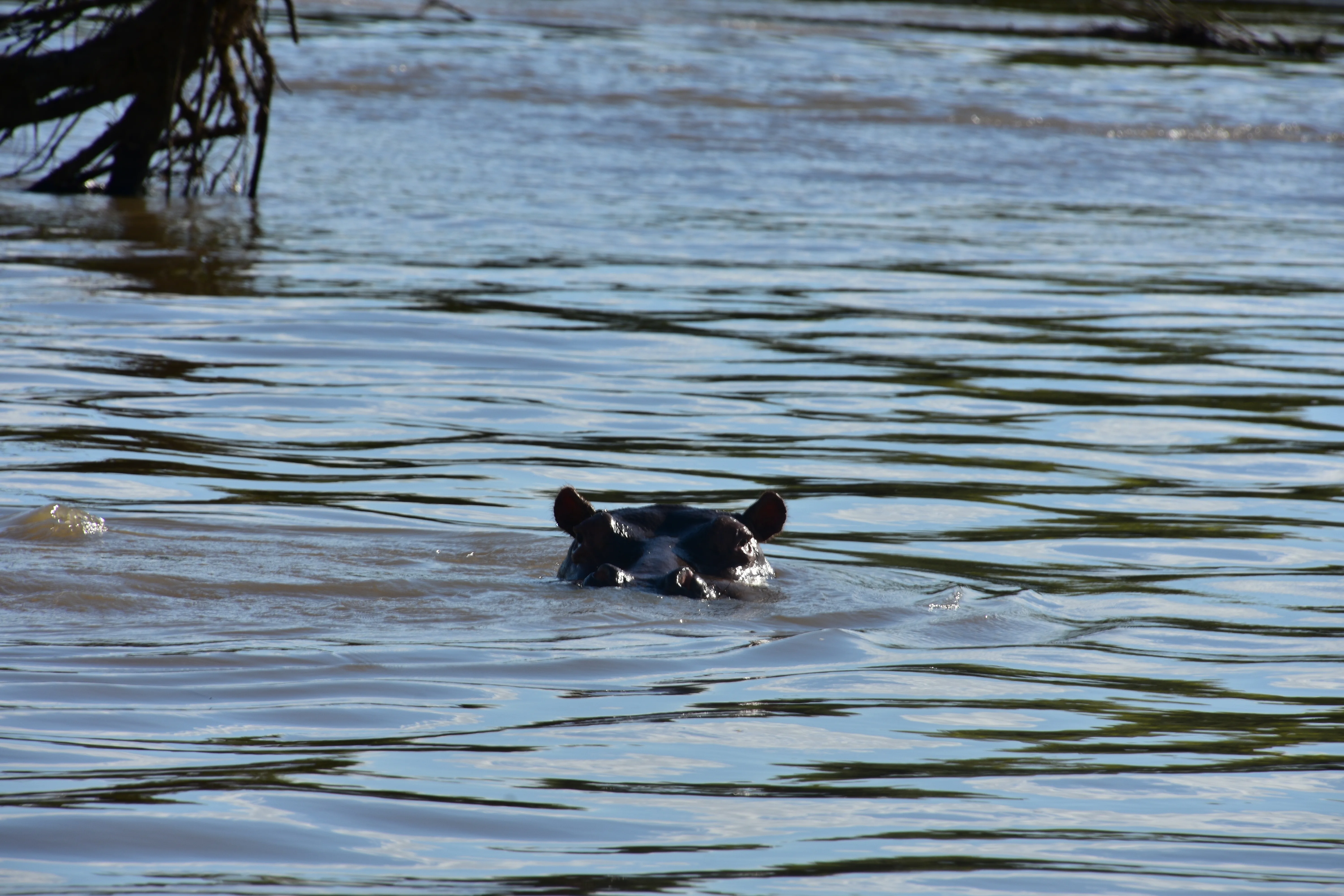 Hippopotamus partly submerged in the Rufiji River