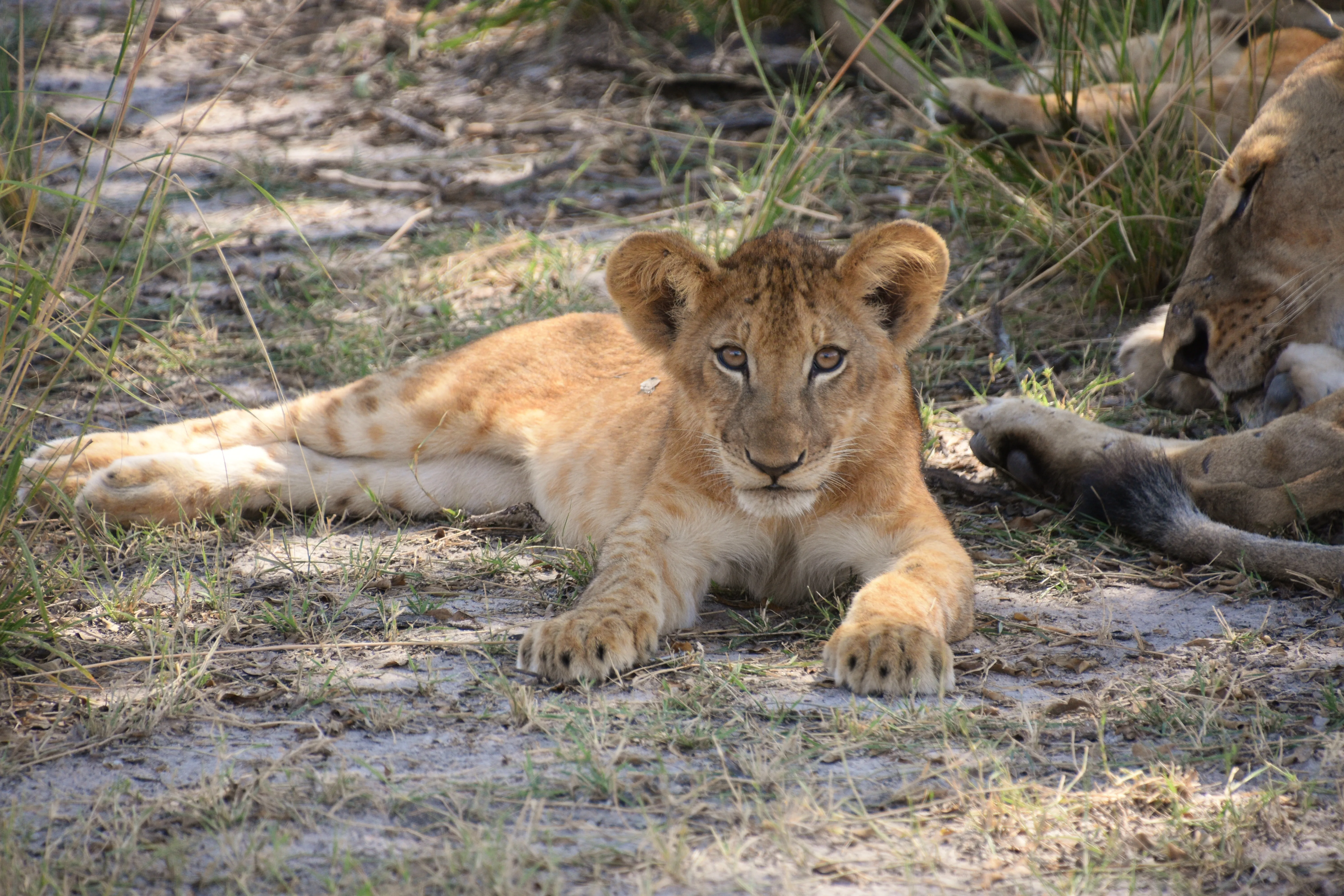 Young lion resting in dry grass in the Selous region