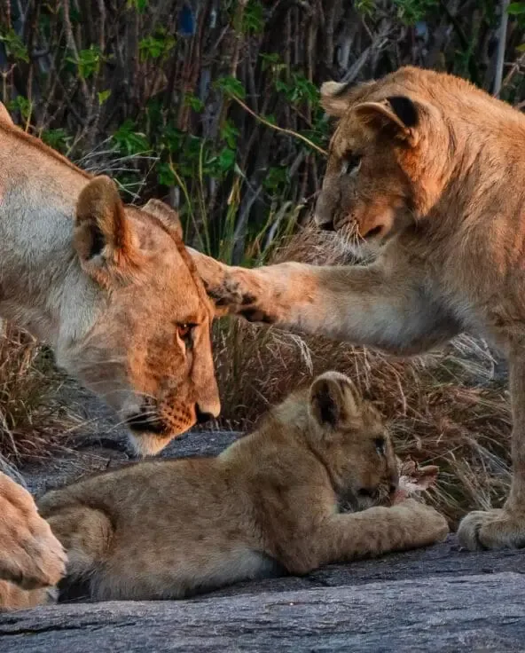 Lion pride resting together in the Rufiji bush