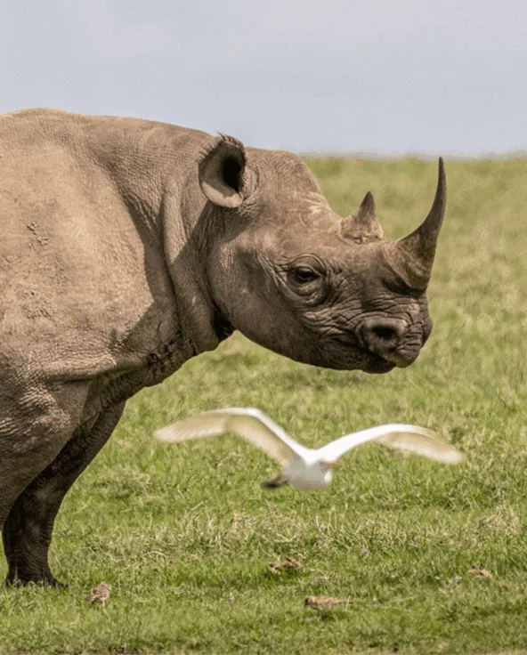 Rhinoceros grazing on open grassland