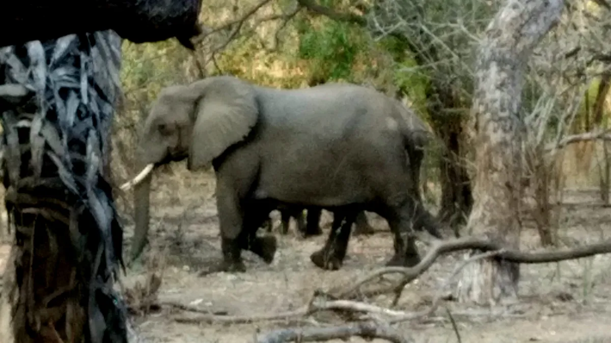 Elephant walking through green vegetation in the Selous region