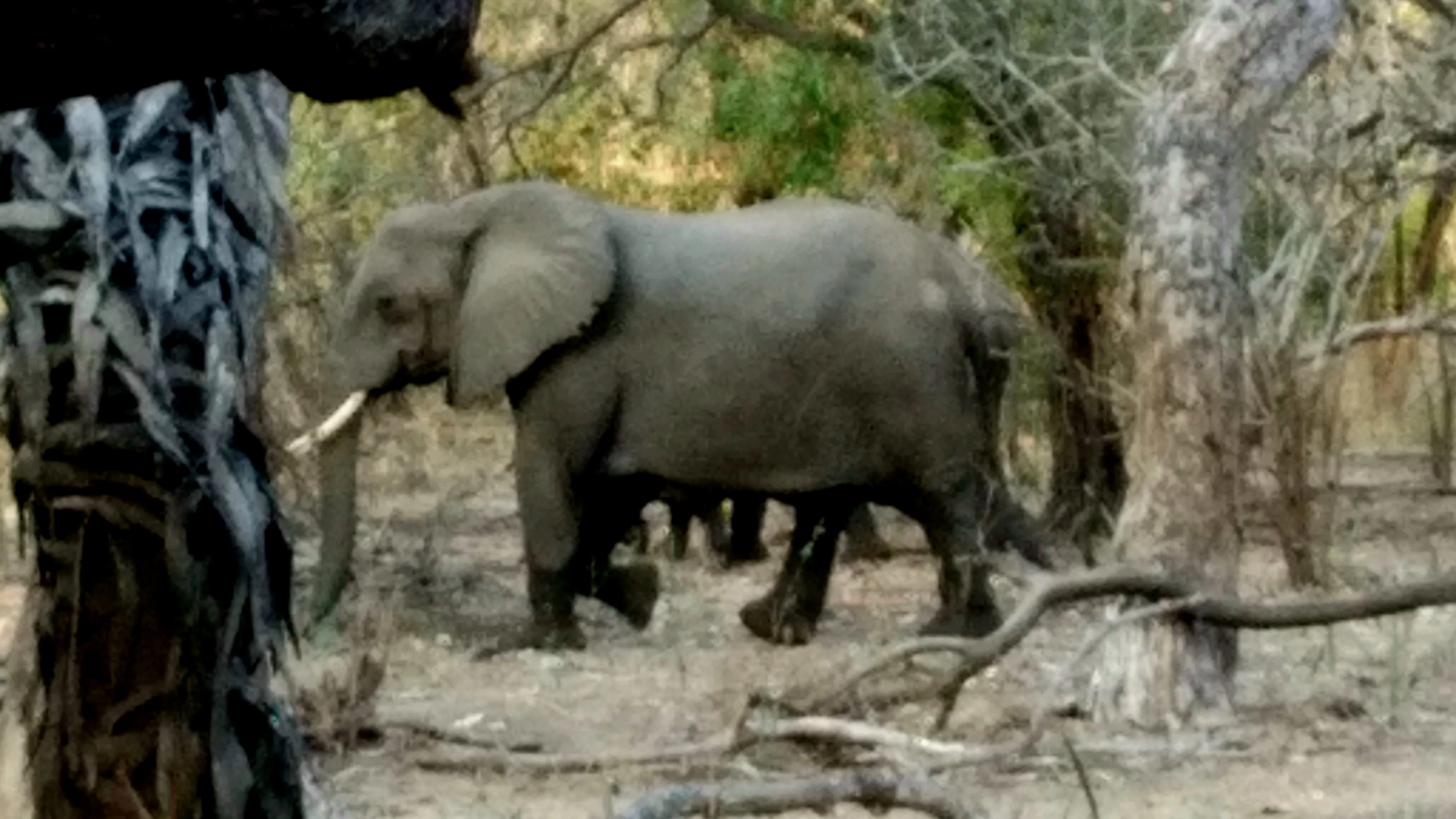 Elephant walking through green vegetation in the Selous region