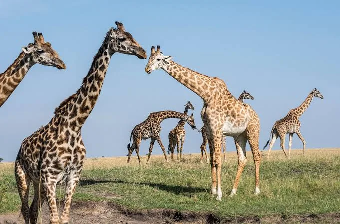 Giraffes and a wildebeest in woodland in the Selous region