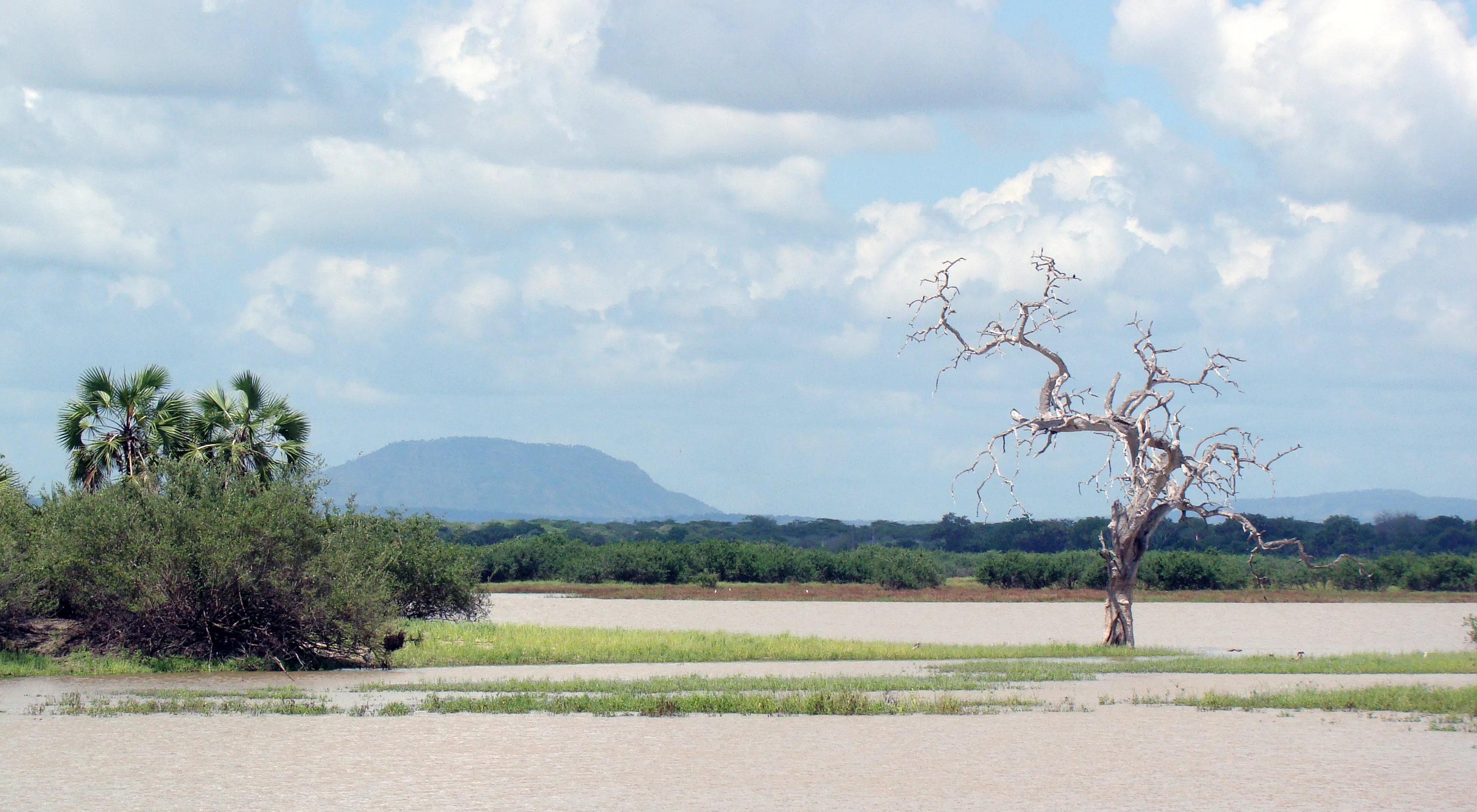 Open Selous landscape with water, grasses and bare trees near the Rufiji River