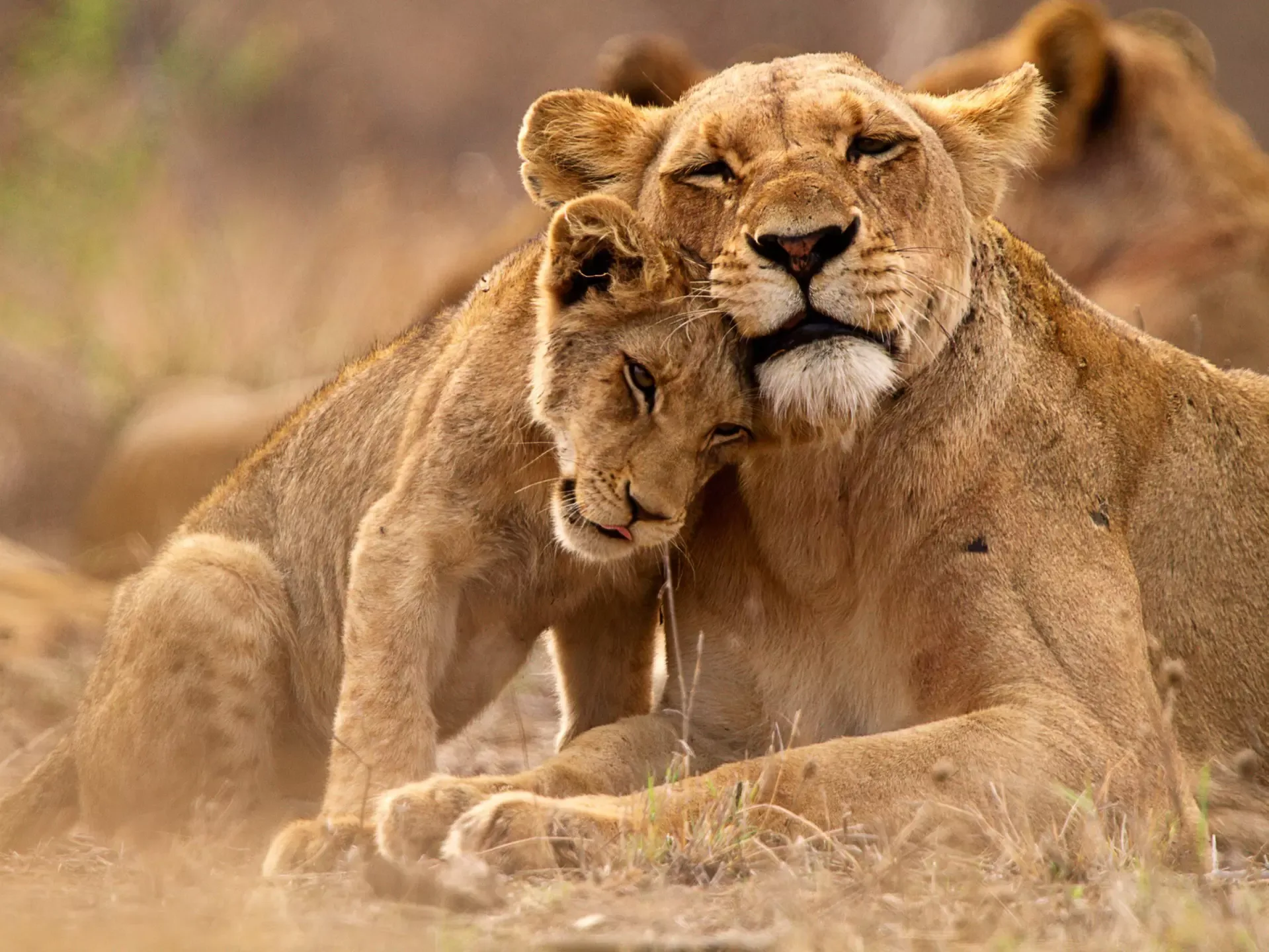 Lion pride resting together in the Rufiji bush
