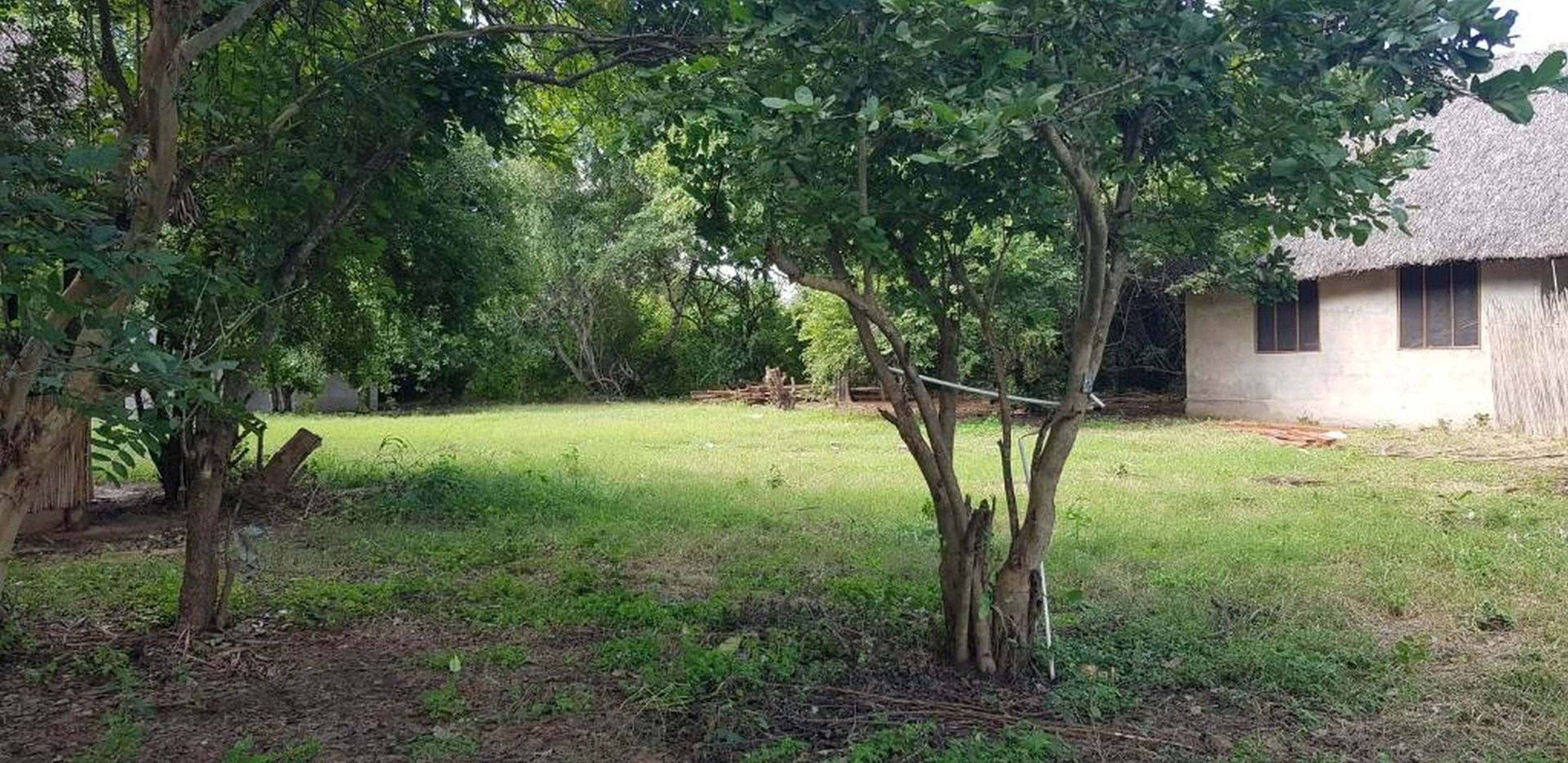 Thatched building among mature trees