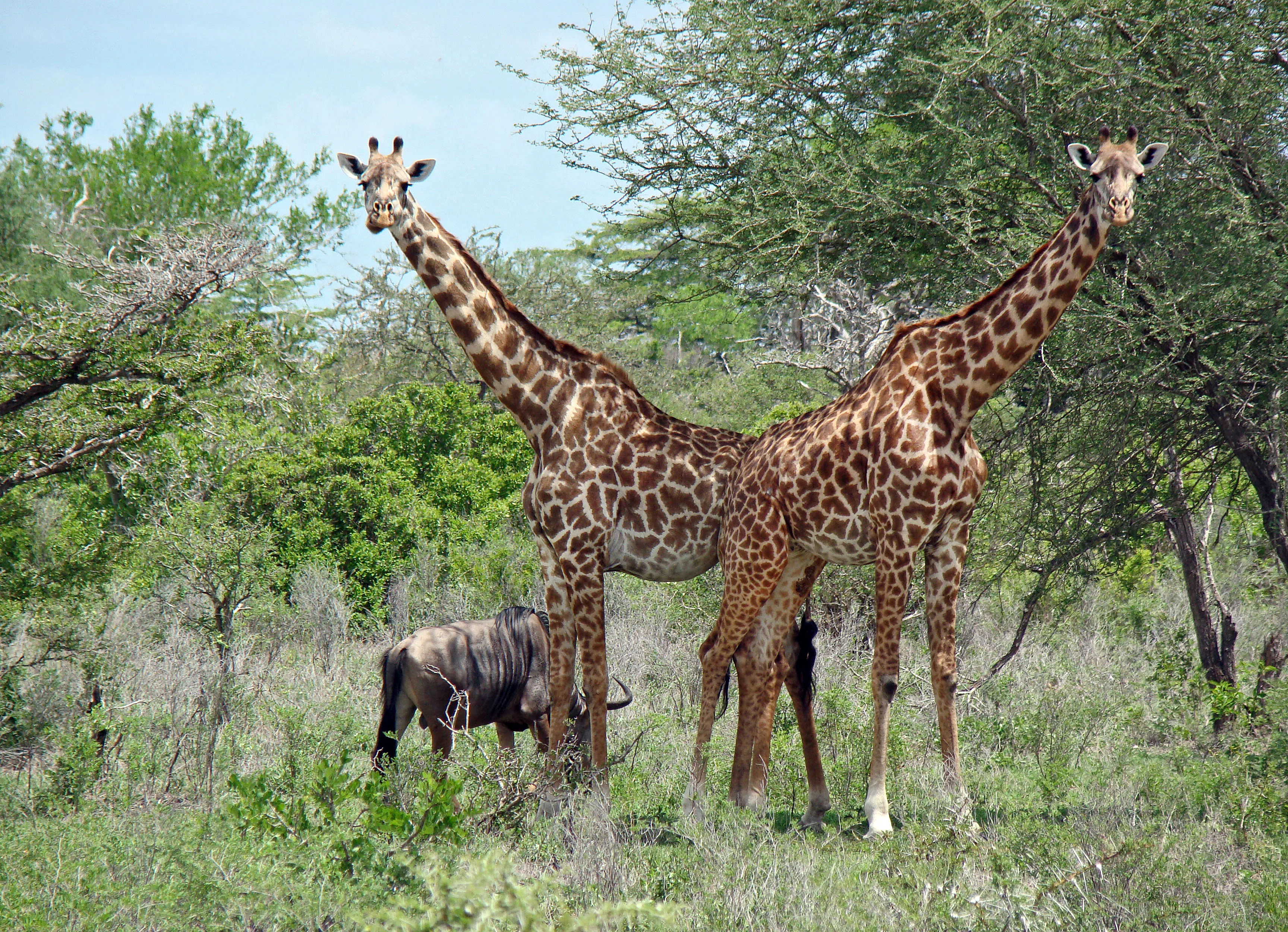 Giraffes and wildebeest standing in open grassland in the Selous region