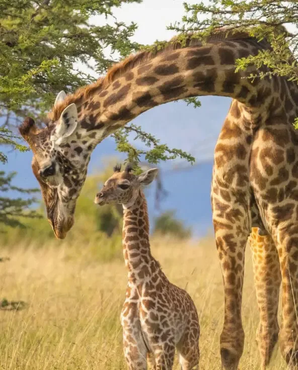 Giraffe mother and calf on the Rufiji savanna